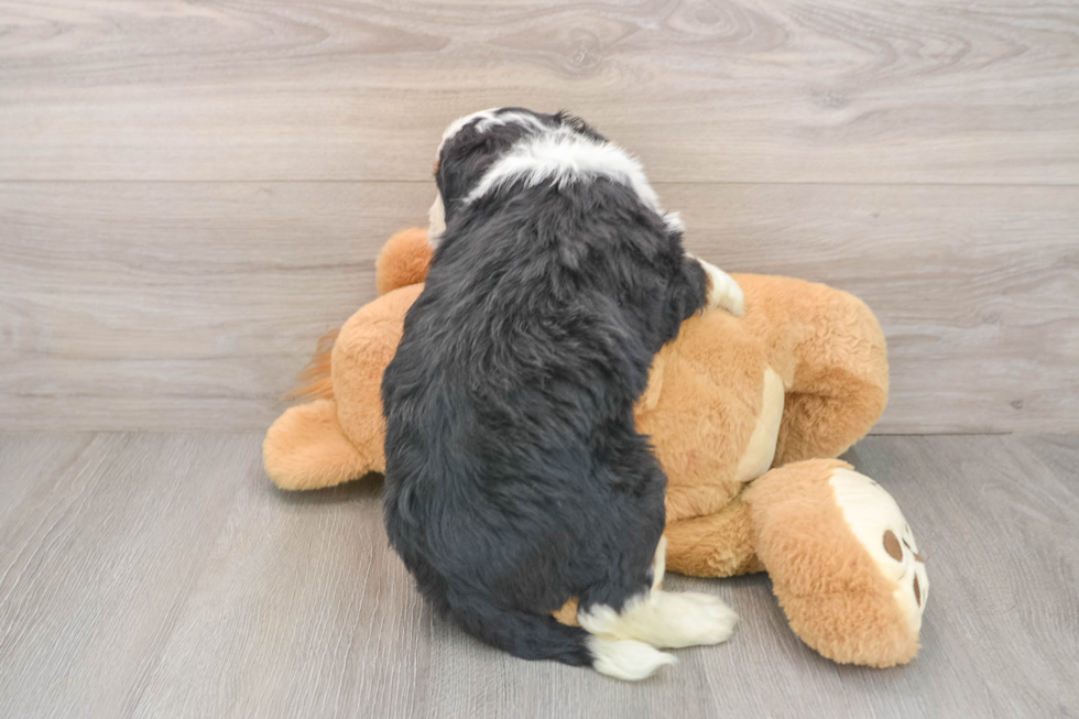 Mini Bernedoodle Puppy for Adoption