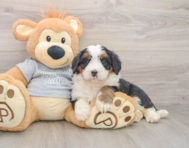 7 week old Mini Bernedoodle Puppy For Sale - Florida Fur Babies