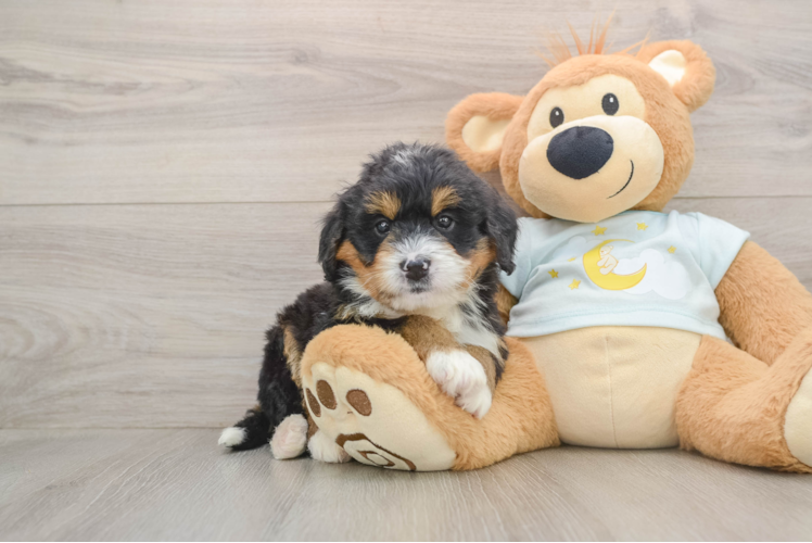 Fluffy Mini Bernedoodle Poodle Mix Pup