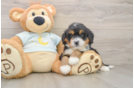 Smart Mini Bernedoodle Poodle Mix Pup