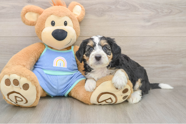 Best Mini Bernedoodle Baby