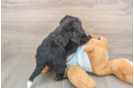 Mini Bernedoodle Pup Being Cute