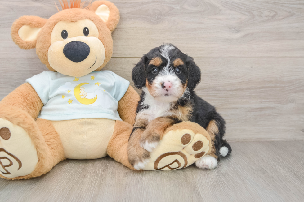 Best Mini Bernedoodle Baby