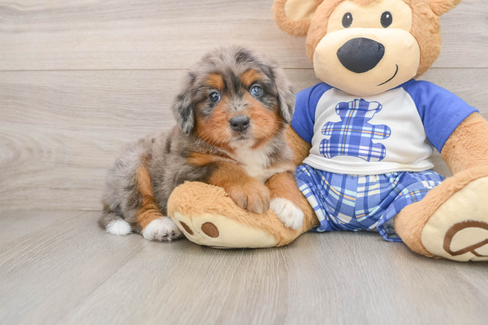 Mini Bernedoodle Puppy for Adoption