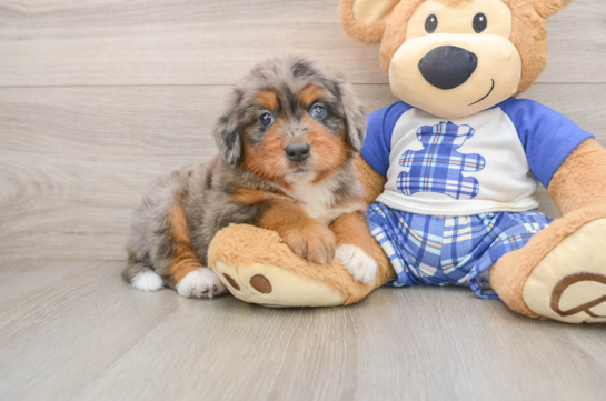 Mini Bernedoodle Puppy for Adoption