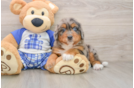 Best Mini Bernedoodle Baby