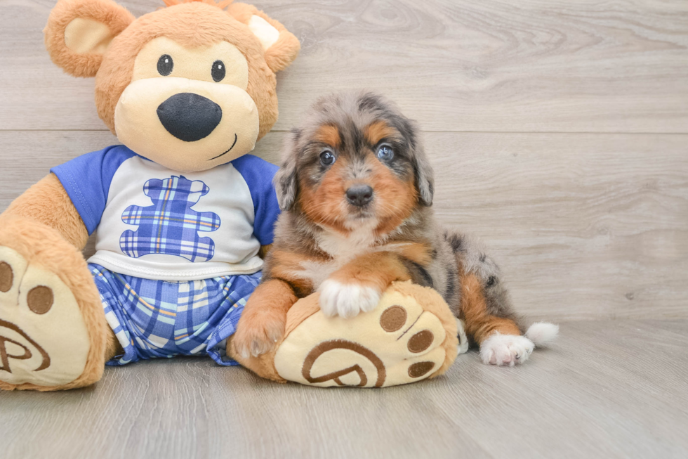 Best Mini Bernedoodle Baby
