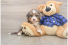 Playful Mini Bernese Poodle Poodle Mix Puppy