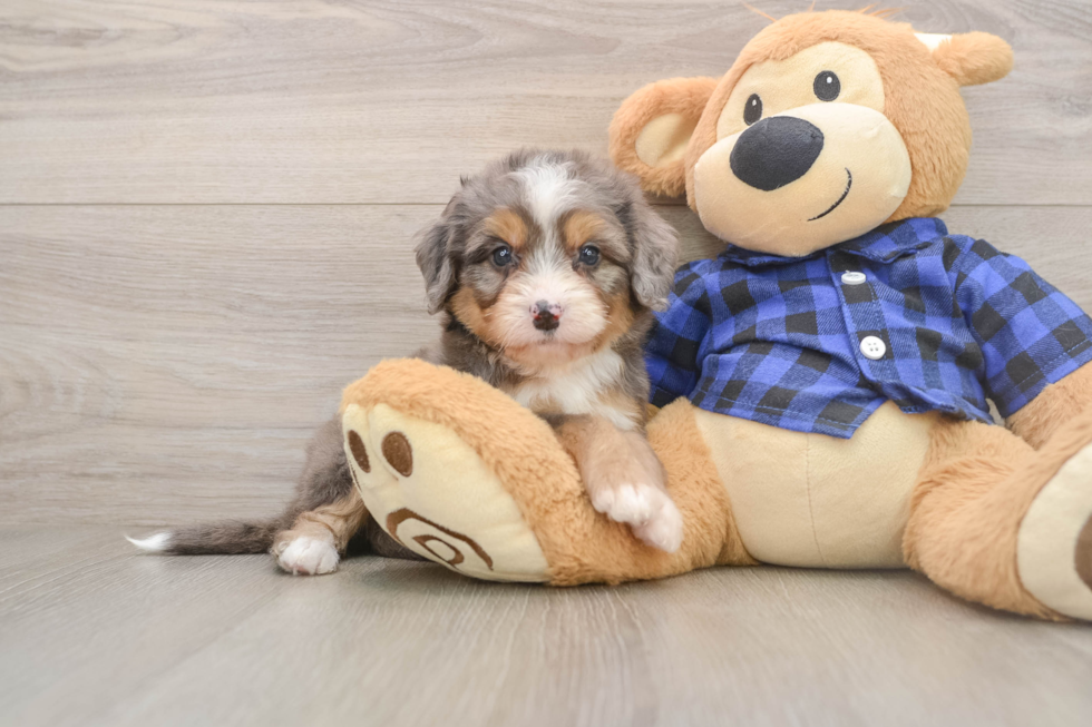 Playful Mini Bernese Poodle Poodle Mix Puppy