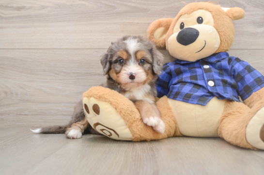 Playful Mini Bernese Poodle Poodle Mix Puppy