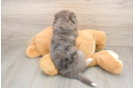 Mini Bernedoodle Pup Being Cute