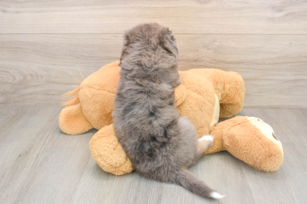 Mini Bernedoodle Pup Being Cute