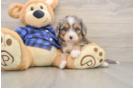 Sweet Mini Bernedoodle Baby