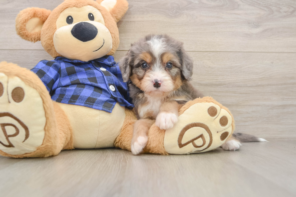 Sweet Mini Bernedoodle Baby