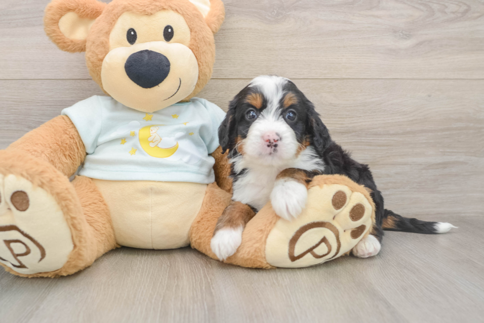 Funny Mini Bernedoodle Poodle Mix Pup