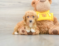 9 week old Mini Bernedoodle Puppy For Sale - Florida Fur Babies