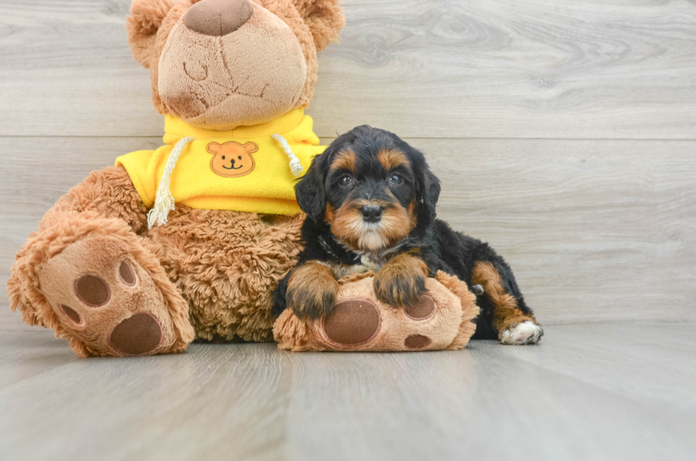 6 week old Mini Bernedoodle Puppy For Sale - Florida Fur Babies