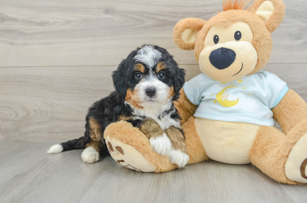 6 week old Mini Bernedoodle Puppy For Sale - Florida Fur Babies