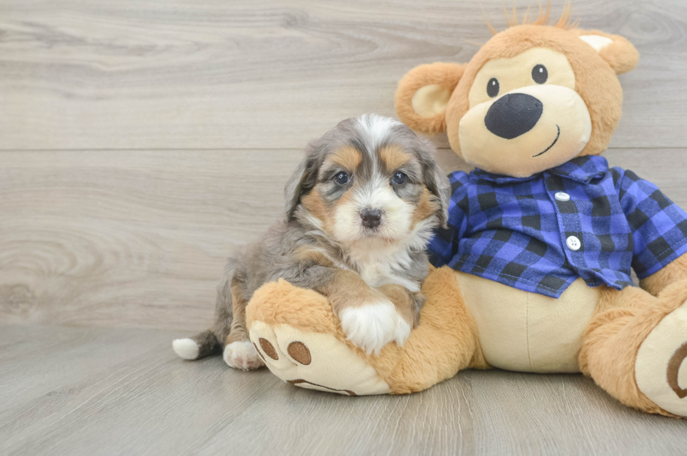 5 week old Mini Bernedoodle Puppy For Sale - Florida Fur Babies