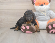 8 week old Mini Bernedoodle Puppy For Sale - Florida Fur Babies