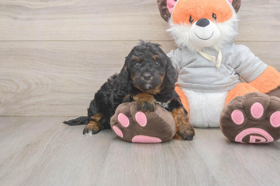 5 week old Mini Bernedoodle Puppy For Sale - Florida Fur Babies