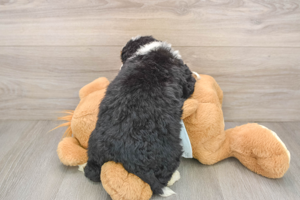 Sweet Mini Bernedoodle Baby