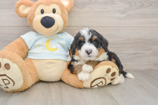 Adorable Bernadoodle Poodle Mix Puppy