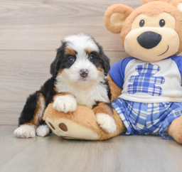 5 week old Mini Bernedoodle Puppy For Sale - Florida Fur Babies