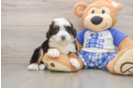 Friendly Mini Bernedoodle Baby