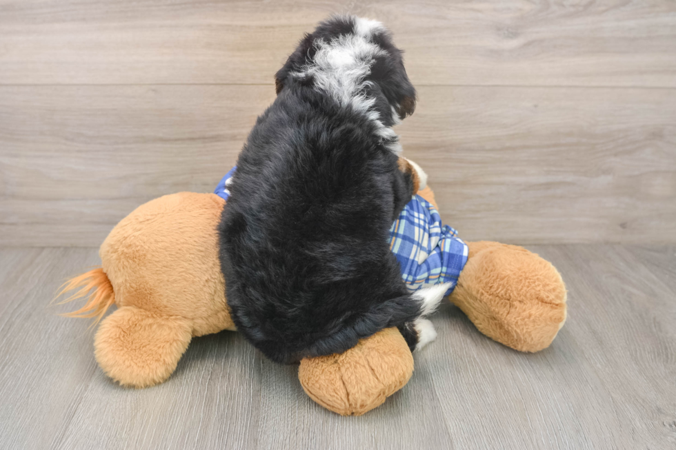 Hypoallergenic Bernese Doodle Poodle Mix Puppy