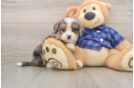 Petite Mini Bernedoodle Poodle Mix Pup