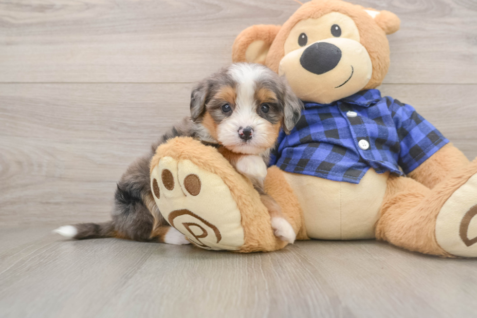 Petite Mini Bernedoodle Poodle Mix Pup