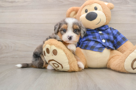 Petite Mini Bernedoodle Poodle Mix Pup