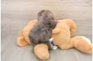 Popular Mini Bernedoodle Poodle Mix Pup