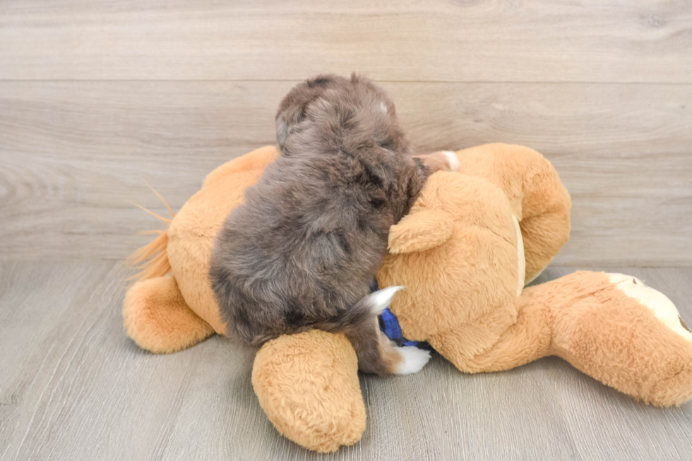 Popular Mini Bernedoodle Poodle Mix Pup