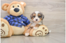 Mini Bernedoodle Puppy for Adoption