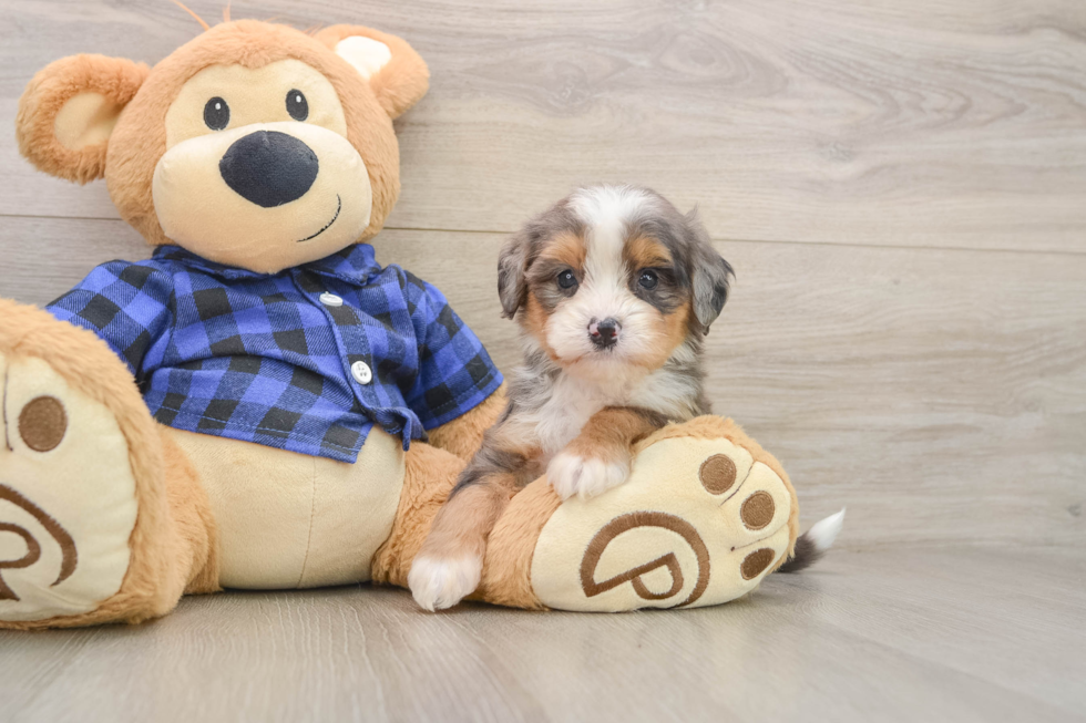 Mini Bernedoodle Puppy for Adoption