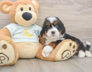 5 week old Mini Bernedoodle Puppy For Sale - Florida Fur Babies