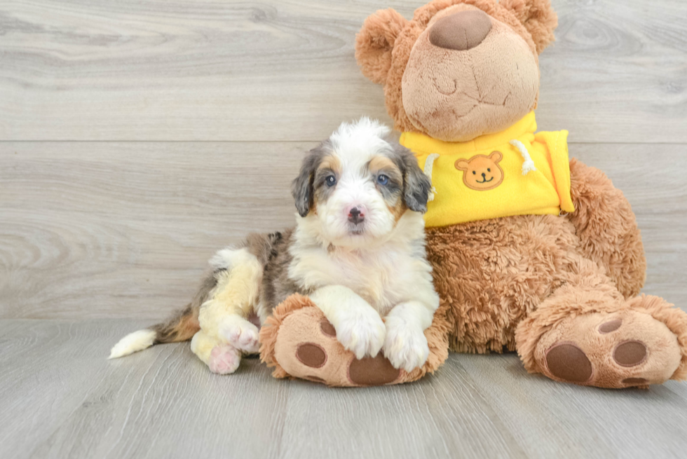 Best Mini Bernedoodle Baby