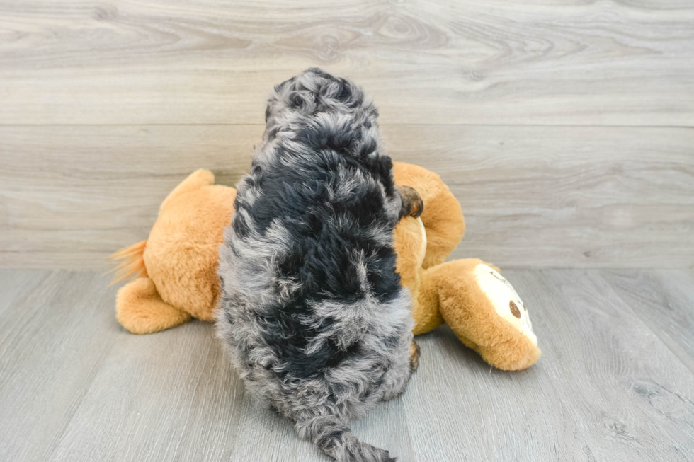 Mini Bernedoodle Pup Being Cute