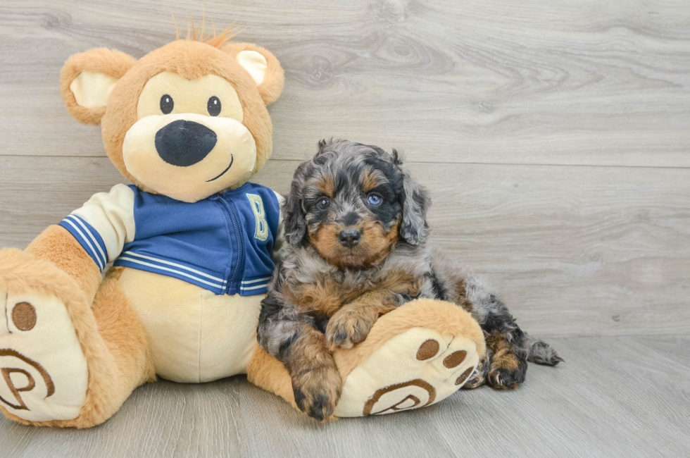 5 week old Mini Bernedoodle Puppy For Sale - Florida Fur Babies