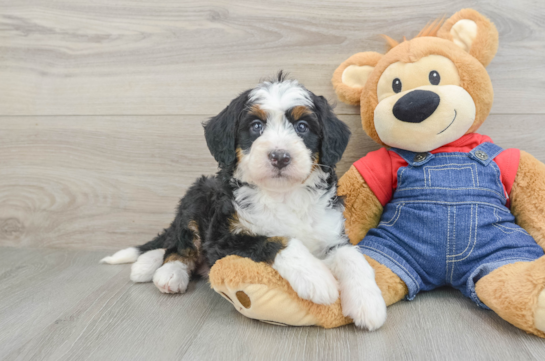Mini Bernedoodle Pup Being Cute