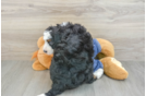 Small Mini Bernedoodle Baby