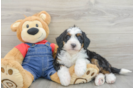 Mini Bernedoodle Puppy for Adoption