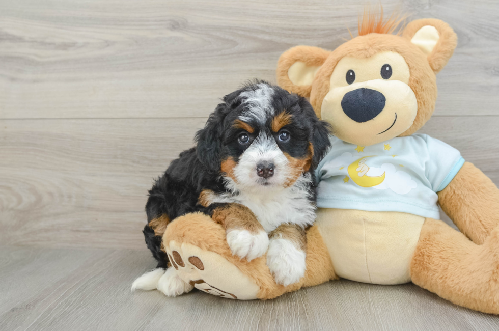 6 week old Mini Bernedoodle Puppy For Sale - Florida Fur Babies