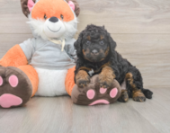 7 week old Mini Bernedoodle Puppy For Sale - Florida Fur Babies