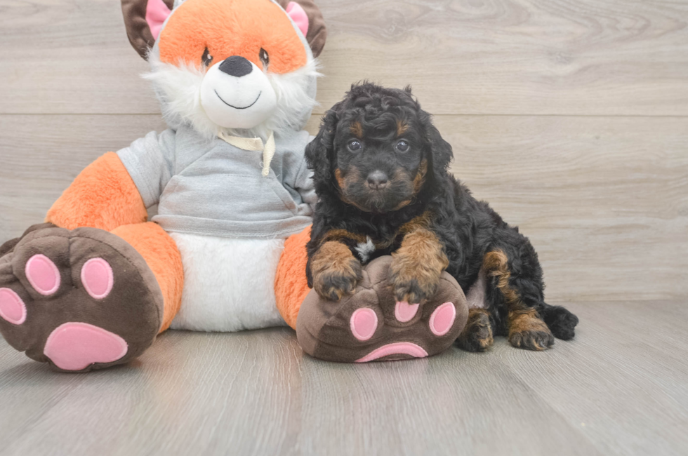 5 week old Mini Bernedoodle Puppy For Sale - Florida Fur Babies