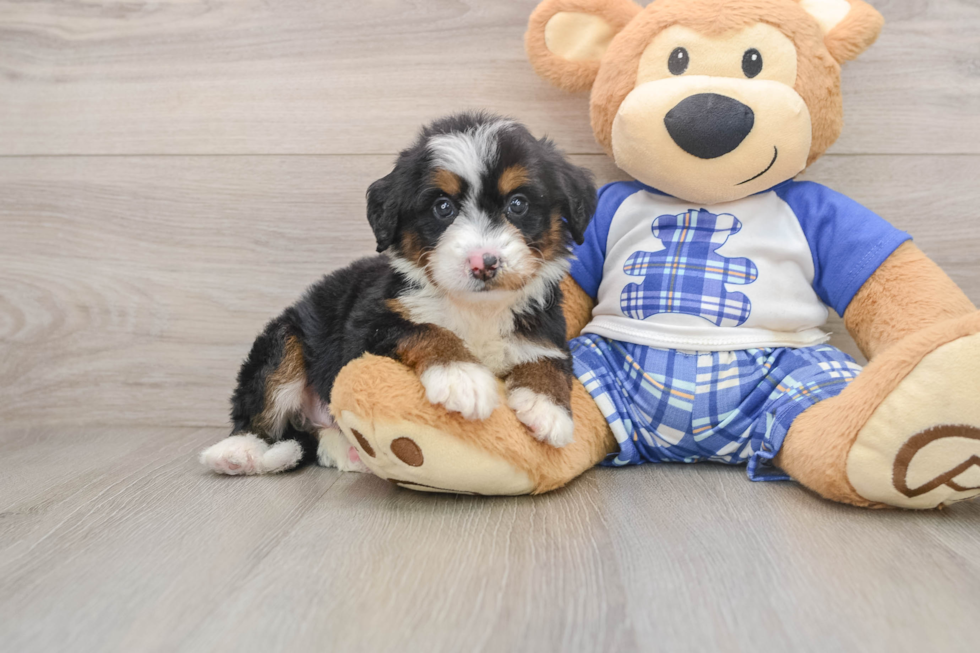 Mini Bernedoodle Puppy for Adoption