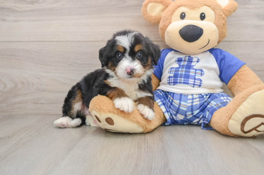 Mini Bernedoodle Puppy for Adoption