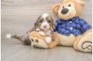Petite Mini Bernedoodle Poodle Mix Pup